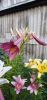 20250710_200134.thumb.jpg.8bb123aea997eb302281ac1870a765e5.jpg