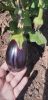 20250715_111939.thumb.jpg.532908d095621d8c2b78aea29050ef94.jpg