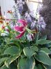 20250729_074717.thumb.jpg.dc7b8d0c5b0ffe21cf87a418e9946219.jpg