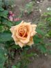 IMG20250701161859.thumb.jpg.9b4778da55b1ae41bc9dff6a41392313.jpg
