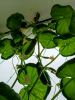 IMG_20250629_115914_169.thumb.jpg.8b71a22acbfbaae9c479313ef7aba8ad.jpg