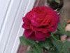 IMG_20250701_120629.thumb.jpg.3b5c60afd115b38164c8ebd40d50569c.jpg?1751740278666