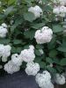 IMG_20250703_220752.thumb.jpg.886c4dd95a45e6beb8a797d8fe4db4aa.jpg