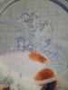 IMG_20250709_171735.thumb.jpg.04030f3213154e4ecf422294cda87677.jpg