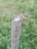 IMG_20250727_192410.thumb.jpg.e5bca85f9843ddbceafc5661fc400207.jpg