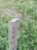 IMG_20250727_192413.thumb.jpg.f6637544a1a99554254973172eca2a55.jpg