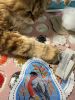 IMG_8674.thumb.jpeg.c75c4b60a8d276cccd2838c8b808c036.jpeg