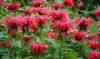photo-in-article-monarda-02-630x368-1.thumb.jpg.bf9615eb6f45d504508f83e7f89b1a92.jpg