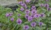 photo-in-article-monarda-03-630x368-1.thumb.jpg.64c328d98b370f3f91fba924f5d4c8b8.jpg