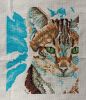 tabby0607.thumb.jpg.d9154b14f05d376264f24b62adf9bf00.jpg
