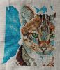 tabby1107.thumb.jpg.59898361ae6c87bf59717b1f1d87f1c8.jpg