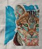 tabby1507.thumb.jpg.f20bed8c58e859b2300f31a17e533ddf.jpg