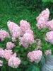 1907196205_.thumb.jpg.0dbf8df50f1aaadcabd1446688539a83.jpg