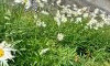 20250712_172520.thumb.jpg.1853ae102ea066621d3b0047c89a6e2a.jpg?1756654038134