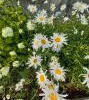 20250712_172539.thumb.jpg.0c61602cad4df3bd1be9d2928958b6a3.jpg?1756653841674