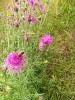 20250713_101017.thumb.jpg.2baf0545cb56b8836512d4765f975ed7.jpg?1756653808443