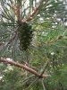 20250713_101227.thumb.jpg.49a398a5ec32e2fb3972b6bd9d6aa98b.jpg?1756653811342