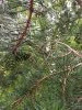20250713_101231.thumb.jpg.625faaef33e3de4525d48a1d6742b168.jpg?1756653814194