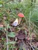 IMG-20250827-WA0016.thumb.jpg.67f99b600014848f0800c2ed3f89829c.jpg