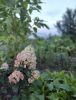 IMG20250726200116.thumb.jpg.36cb2453427f4af04a25638428eb220d.jpg