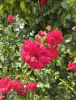 IMG_20250628_141659.thumb.jpg.08c966fff1973405ca7240e9ffbde30d.jpg
