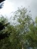 IMG_20250731_153551.thumb.jpg.5491ad6145409203d95992f3d6eb6eb4.jpg