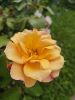 IMG_20250803_124152.thumb.jpg.aaa3c4dd29859ad0923f75671d601ed9.jpg
