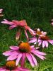IMG_20250803_134846.thumb.jpg.1c41265190816e3a4694595d52c170a8.jpg