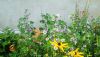 IMG_20250811_154037.thumb.jpg.9a47fb30c3a4b8b29417d25532b3e72d.jpg