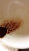 IMG_20250813_152856.thumb.jpg.d5cf39a97c79ddd686180c6279b8d2fa.jpg