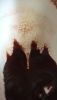 IMG_20250816_090453.thumb.jpg.46150bb069ff7b4ffb1feab813e1b09c.jpg