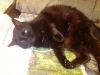 IMG_20250816_233746.thumb.jpg.7f40d5844d85dc0ac08057fdef06d48b.jpg