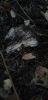 20250908_150925.thumb.jpg.ef1a011be96855366e20b8a1a24a6076.jpg