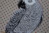 DSCF0703.thumb.JPG.c4c59ecc886cf4751e79ba068094c19c.JPG