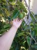 IMG_20250823_161833.thumb.jpg.debe11bb731db4668eaa9b3a86bd4694.jpg