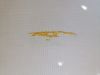 IMG_20250901_142106.thumb.jpg.7d4ba6c1143804189c00af8dce218a17.jpg