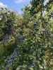 IMG_20250903_163655.thumb.jpg.c3816ace0c26321a65ac86bc1cda41dd.jpg