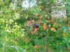 IMG_20250905_153213.thumb.jpg.1ee185e31cee56d31b4a1ab91ee3e2d3.jpg