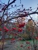 20251017_083458.thumb.jpg.6cf0e7121f89d47ed4660116999c8dc0.jpg