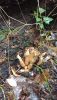 IMG-20251015-WA0032.thumb.jpg.135b2bcc330abb6f76c2708ec3d8d68f.jpg