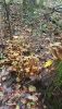 IMG-20251015-WA0034.thumb.jpg.9de4ee04a0fd5b5a19863a871502e120.jpg