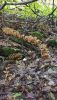 IMG-20251016-WA0046.thumb.jpg.a284f576f3c11615ba016c0c7cdc6aae.jpg