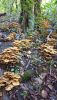 IMG-20251016-WA0048.thumb.jpg.48e8a82017674929cc1010d2f3f74464.jpg