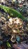 IMG-20251016-WA0049.thumb.jpg.758ca1ee675c534f84aab41996df4e00.jpg