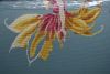 IMG_20250613_232501_edit_274802126777859.thumb.jpg.4325dfc3177d2e1c90c8e524ba30ac57.jpg