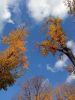 IMG_20251012_151418.thumb.jpg.38c6407a0065ab18644e72b2694c3c4f.jpg