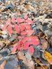 IMG_20251018_130001.jpg