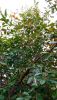 IMG_20251020_170117.thumb.jpg.1c938fdec8a1b89746af7dfa06d2a2b2.jpg