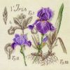 Liris-Etudes-de-Botanique-Les-Brodeuses-Parisiennes.jpg.f9f44db55b6170de7caaf8514c8b1f1f.thumb.jpg.f98864c6b9c82446a9b2cb25399af2f8.jpg