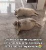 fpkz01RrNnT-Pq-OSaj1ztT6CsdpicVpYtZmsglYVi1eYeOTYp24INPZlvGc1atpQGQpw_UaerBt53Egr8S07yaV.thumb.jpg.31b54e7af6edb25902e049b04d85c1ce.jpg